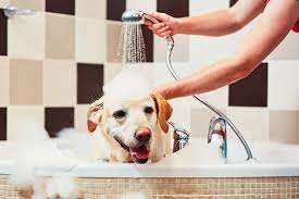 حمام کردن سگ